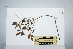  (Plectranthus amicorum - CNS_CC_P_6081_B4)  @11 [ ] Unspecified (default): All Rights Reserved  Australia Tropical Herbarium Unspecified