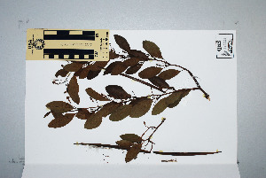  (Gymnanthera - CNS_CC_P_6081_D4)  @13 [ ] Unspecified (default): All Rights Reserved  Australia Tropical Herbarium Unspecified