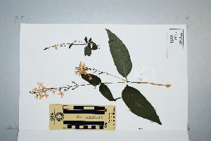  (Pseuderanthemum - CNS_CC_P_6081_G3)  @14 [ ] Unspecified (default): All Rights Reserved  Australia Tropical Herbarium Unspecified