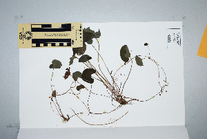  (Centella asiatica - CNS_CC_N_F1)  @11 [ ] Unspecified (default): All Rights Reserved  Australia Tropical Herbarium Unspecified