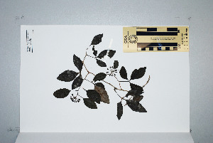  (Motherwellia haplosciadea - CNS_CC_K_E9)  @11 [ ] Unspecified (default): All Rights Reserved  Australia Tropical Herbarium Unspecified