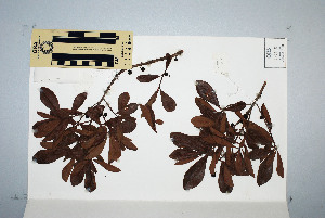  (Myrsine variabilis - CNS_CC_6079_D10)  @11 [ ] Unspecified (default): All Rights Reserved  Australia Tropical Herbarium Unspecified