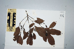  ( - CNS_CC_M_D7)  @11 [ ] Unspecified (default): All Rights Reserved  Australia Tropical Herbarium Unspecified