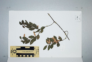  (Ventilago ecorollata - CNS_CC_P_6081_E5)  @11 [ ] Unspecified (default): All Rights Reserved  Australia Tropical Herbarium Unspecified