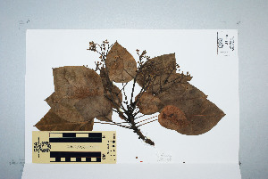  (Hernandia nymphaefolia - CNS_CC_M_C12)  @11 [ ] Unspecified (default): All Rights Reserved  Australia Tropical Herbarium Unspecified
