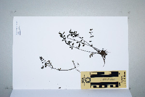  ( - CNS_CC_P_6081_F9)  @11 [ ] Unspecified (default): All Rights Reserved  Australia Tropical Herbarium Unspecified