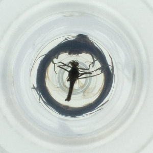  ( - BAYS_001_B8)  @11 [ ] by  Genome Research Ltd as Wellcome Sanger Institute Genome Research Limited operating as Wellcome Sanger Institute