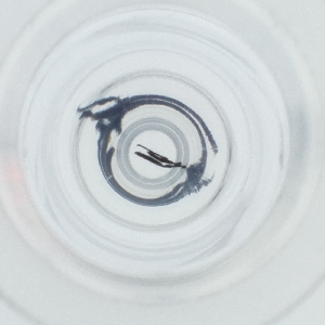  ( - BAYS_002_D11)  @11 [ ] by  Genome Research Ltd as Wellcome Sanger Institute Genome Research Limited operating as Wellcome Sanger Institute