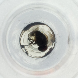  ( - BAYS_005_H9)  @11 [ ] by  Genome Research Ltd as Wellcome Sanger Institute Genome Research Limited operating as Wellcome Sanger Institute