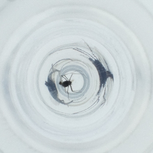  ( - BAYS_022_F3)  @11 [ ] by  Genome Research Ltd as Wellcome Sanger Institute Genome Research Limited operating as Wellcome Sanger Institute