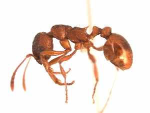  (Myrmica rubra - 08BBANT-115)  @14 [ ] CreativeCommons - Attribution (2010) CBG Photography Group Centre for Biodiversity Genomics