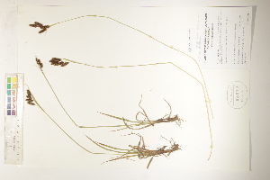  ( - CCDB-25848-B11)  @11 [ ] CreativeCommons - Attribution (2019) CBG Photography Group Centre for Biodiversity Genomics