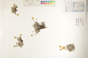  (Potentilla uschakovii - CCDB-25848-H11)  @11 [ ] CreativeCommons - Attribution (2019) CBG Photography Group Centre for Biodiversity Genomics