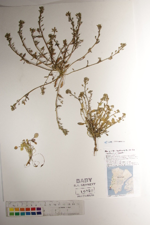  ( - CCDB-34696-E04)  @11 [ ] CreativeCommons - Attribution (2019) CBG Photography Group Centre for Biodiversity Genomics