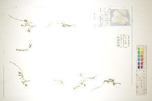  ( - CCDB-34696-G08)  @11 [ ] CreativeCommons - Attribution (2019) CBG Photography Group Centre for Biodiversity Genomics