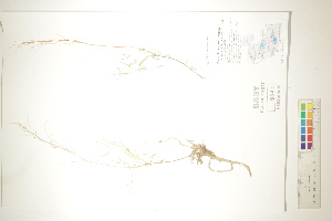  (Transberingia bursifolia - CCDB-34696-H04)  @11 [ ] CreativeCommons - Attribution (2019) CBG Photography Group Centre for Biodiversity Genomics