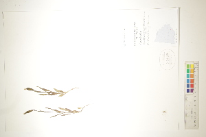  ( - CCDB-34696-H06)  @11 [ ] CreativeCommons - Attribution (2019) CBG Photography Group Centre for Biodiversity Genomics