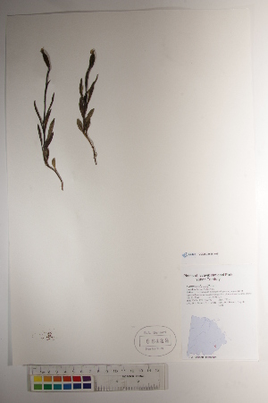  ( - CCDB-34696-H06)  @11 [ ] CreativeCommons - Attribution (2019) CBG Photography Group Centre for Biodiversity Genomics