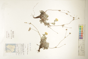  ( - CCDB-25848-H06)  @11 [ ] CreativeCommons - Attribution (2019) CBG Photography Group Centre for Biodiversity Genomics