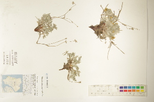  ( - CCDB-25848-H07)  @11 [ ] CreativeCommons - Attribution (2019) CBG Photography Group Centre for Biodiversity Genomics