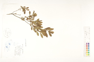  ( - CCDB-25849-F08)  @11 [ ] CreativeCommons - Attribution (2019) CBG Photography Group Centre for Biodiversity Genomics
