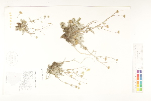  ( - CCDB-25850-H03)  @11 [ ] CreativeCommons - Attribution (2019) CBG Photography Group Centre for Biodiversity Genomics