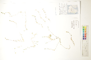  ( - CCDB-34697-A05)  @11 [ ] CreativeCommons - Attribution (2019) CBG Photography Group Centre for Biodiversity Genomics