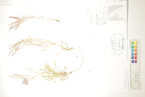  ( - CCDB-34697-H11)  @11 [ ] CreativeCommons - Attribution (2019) CBG Photography Group Centre for Biodiversity Genomics