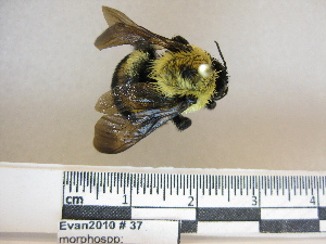 (Bombus griseocollis - BBEvan2010 37)  @14 [ ] CreativeCommons - Attribution Non-Commercial No Derivatives (2011) Dr. Berry Brosi Emory University