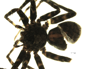  ( - 01-BB09CN-E02)  @12 [ ] CreativeCommons - Attribution (2010) CBG Photography Group Centre for Biodiversity Genomics