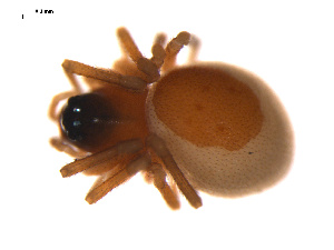  ( - CCDB-04286-B08)  @12 [ ] CreativeCommons - Attribution (2009) Gergin Blagoev Centre for Biodiversity Genomics