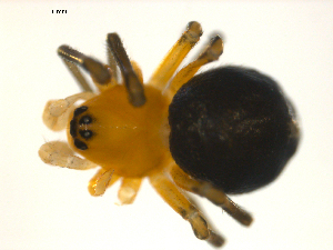  ( - CCDB-05157-B09)  @13 [ ] CreativeCommons - Attribution (2010) CBG Photography Group Centre for Biodiversity Genomics
