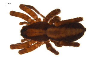  ( - CCDB-05296-A04)  @13 [ ] CreativeCommons - Attribution (2009) Gergin Blagoev Centre for Biodiversity Genomics