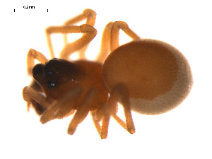  ( - CCDB-05296-G02)  @12 [ ] CreativeCommons - Attribution (2009) Gergin Blagoev Centre for Biodiversity Genomics