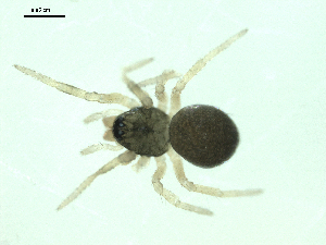  ( - CCDB-05302-E01)  @12 [ ] CreativeCommons - Attribution  Gergin Blagoev Centre for Biodiversity Genomics