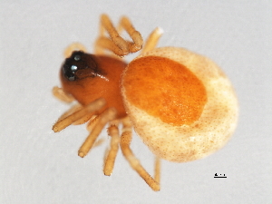  ( - CCDB-04551-B04)  @12 [ ] CreativeCommons - Attribution (2010) CBG Photography Group Centre for Biodiversity Genomics