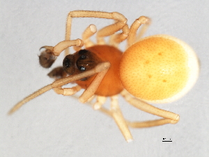  ( - CCDB-04551-B05)  @12 [ ] CreativeCommons - Attribution (2010) CBG Photography Group Centre for Biodiversity Genomics