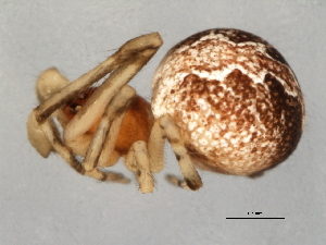  ( - CCDB-04551-G01)  @12 [ ] CreativeCommons - Attribution (2010) CBG Photography Group Centre for Biodiversity Genomics