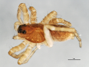  ( - CCDB-04551-G12)  @12 [ ] CreativeCommons - Attribution (2010) CBG Photography Group Centre for Biodiversity Genomics