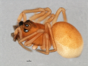  ( - CCDB-04552-F01)  @12 [ ] CreativeCommons - Attribution (2010) CBG Photography Group Centre for Biodiversity Genomics