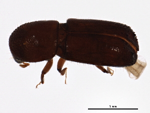  (Xyleborus ferrugineus - BIOUG01840-E11)  @14 [ ] CreativeCommons - Attribution (2012) CBG Photography Group Centre for Biodiversity Genomics