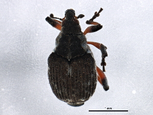  (Parenthis - BIOUG01840-H01)  @13 [ ] CreativeCommons - Attribution (2012) CBG Photography Group Centre for Biodiversity Genomics