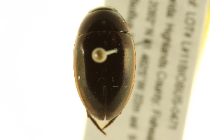  ( - BIOUG02029-H04)  @12 [ ] CreativeCommons - Attribution (2012) CBG Photography Group Centre for Biodiversity Genomics