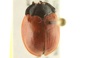  (Chelymorpha cribraria - BIOUG02057-C09)  @15 [ ] CreativeCommons - Attribution (2012) CBG Photography Group Centre for Biodiversity Genomics