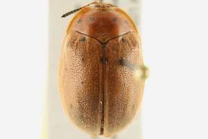  (Chelymorpha cassidea - BIOUG02058-G07)  @15 [ ] CreativeCommons - Attribution (2012) CBG Photography Group Centre for Biodiversity Genomics