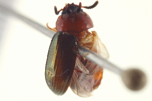  (Neomida bicornis - BIOUG02058-H11)  @13 [ ] CreativeCommons - Attribution (2012) CBG Photography Group Centre for Biodiversity Genomics