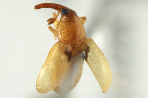  (Notolomus - BIOUG02059-H02)  @11 [ ] CreativeCommons - Attribution (2012) CBG Photography Group Centre for Biodiversity Genomics