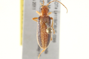  (Oxycopis suturalis - BIOUG02060-E10)  @13 [ ] CreativeCommons - Attribution (2012) CBG Photography Group Centre for Biodiversity Genomics