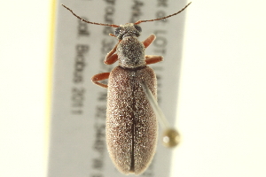  (Stereopalpus vestitus - BIOUG02060-H05)  @14 [ ] CreativeCommons - Attribution (2012) CBG Photography Group Centre for Biodiversity Genomics