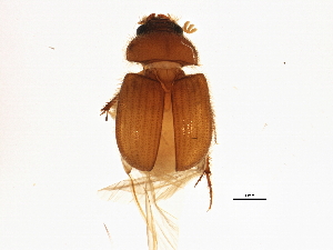  (Parochodaeus duplex - BIOUG02326-G10)  @14 [ ] CreativeCommons - Attribution (2013) CBG Photography Group Centre for Biodiversity Genomics